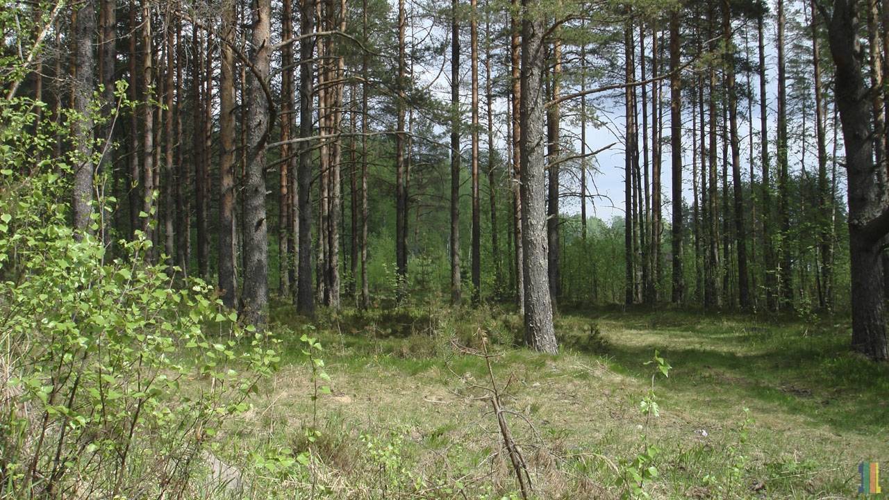 Купить Квартиру В Грибном Всеволожского Района