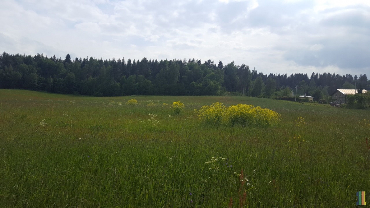 ����� ���� ������ �� ����� �������� ����������� �����