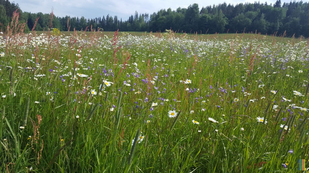 ����� ���� ������ �� ����� �������� ����������� �����