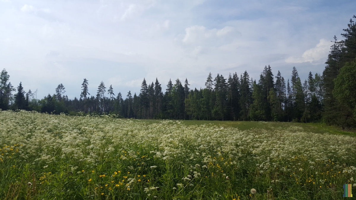 ����� ���� ������ �� ����� �������� ����������� �����